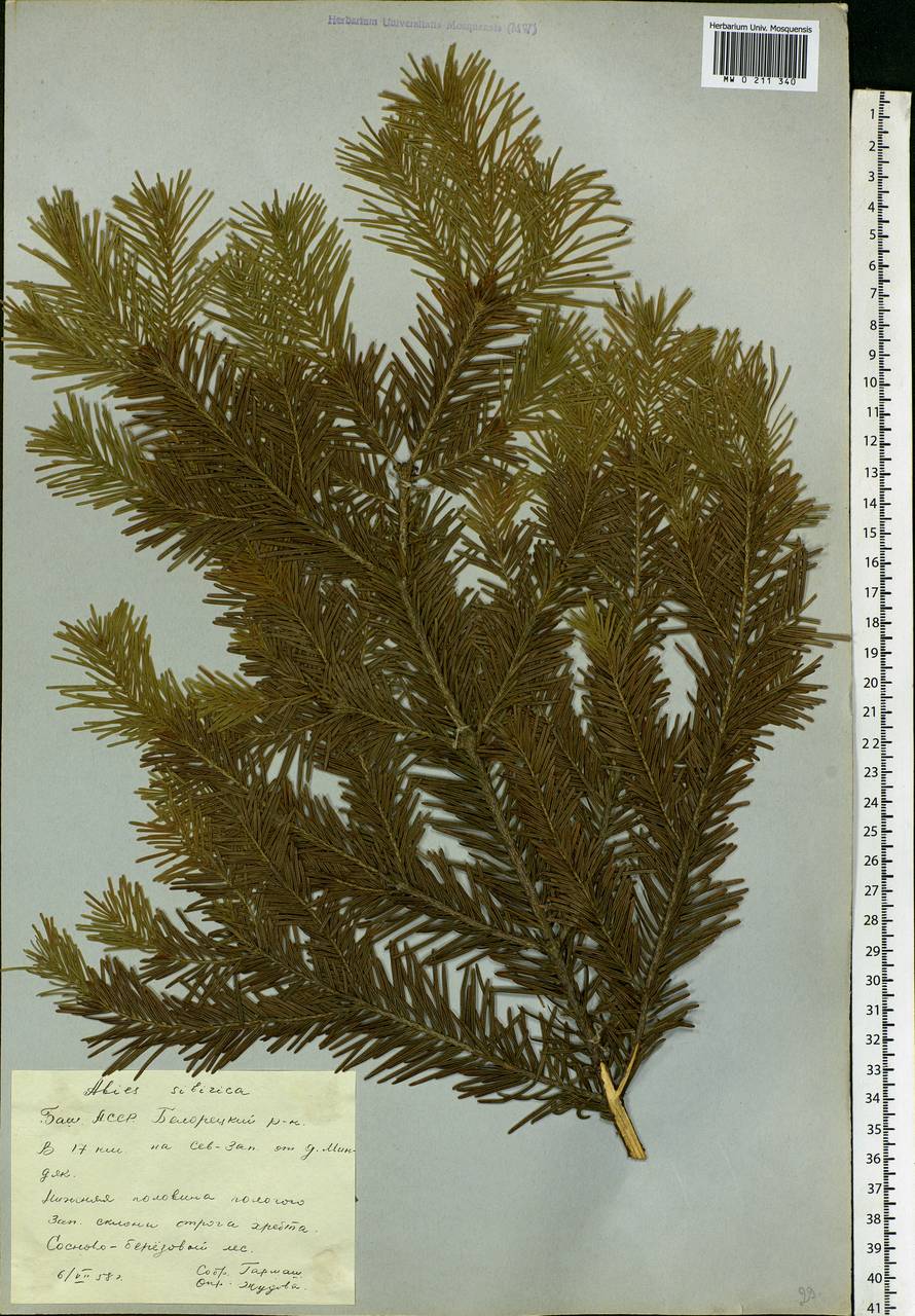 Abies sibirica Ledeb., Eastern Europe, Eastern region (E10) (Russia)