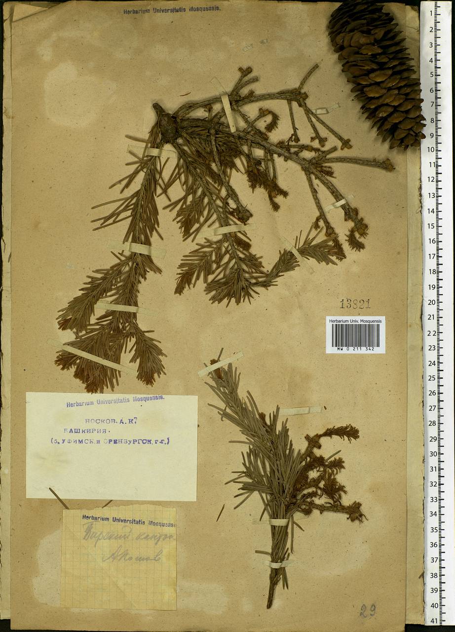 Abies sibirica Ledeb., Eastern Europe, Eastern region (E10) (Russia)