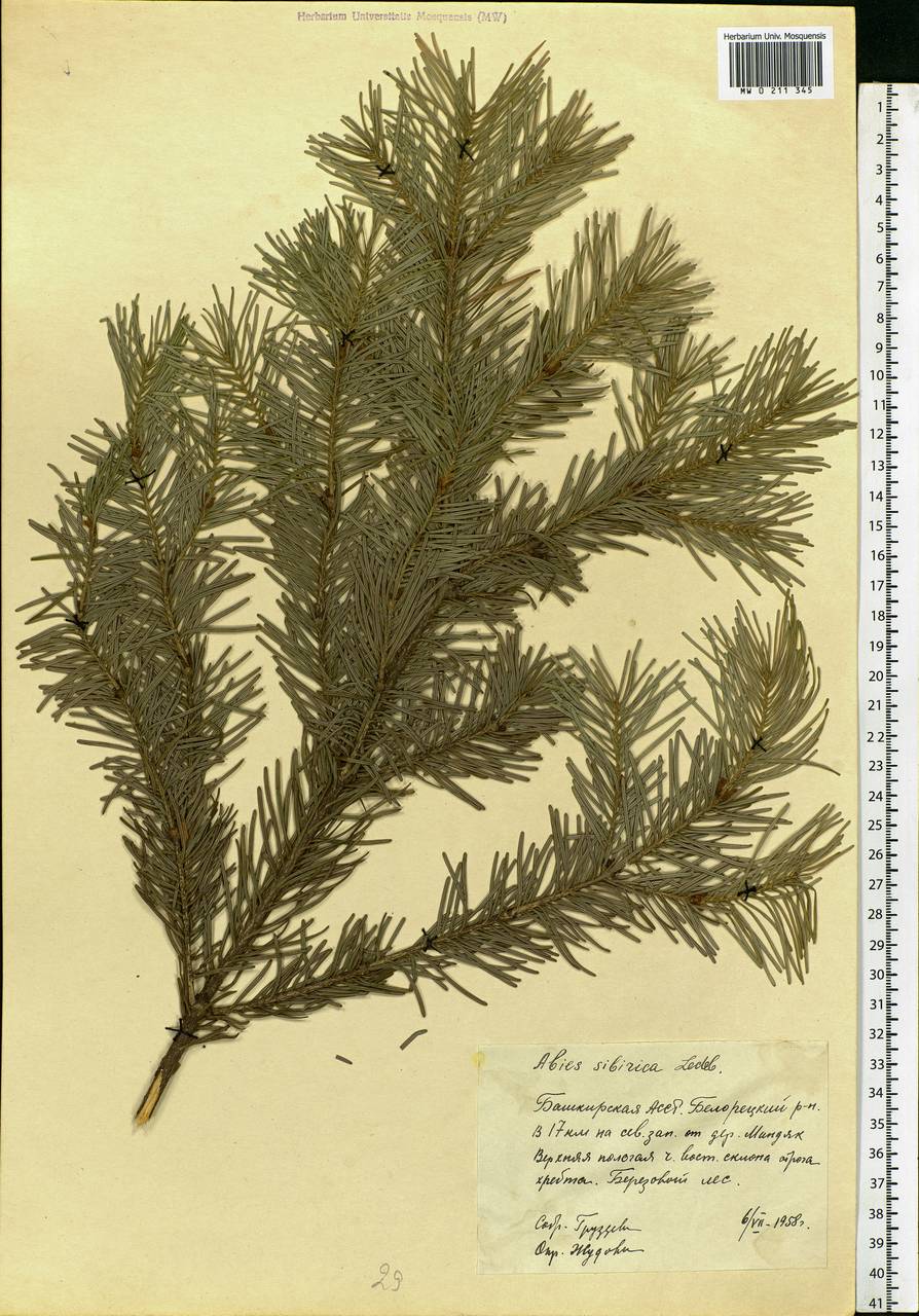 Abies sibirica Ledeb., Eastern Europe, Eastern region (E10) (Russia)