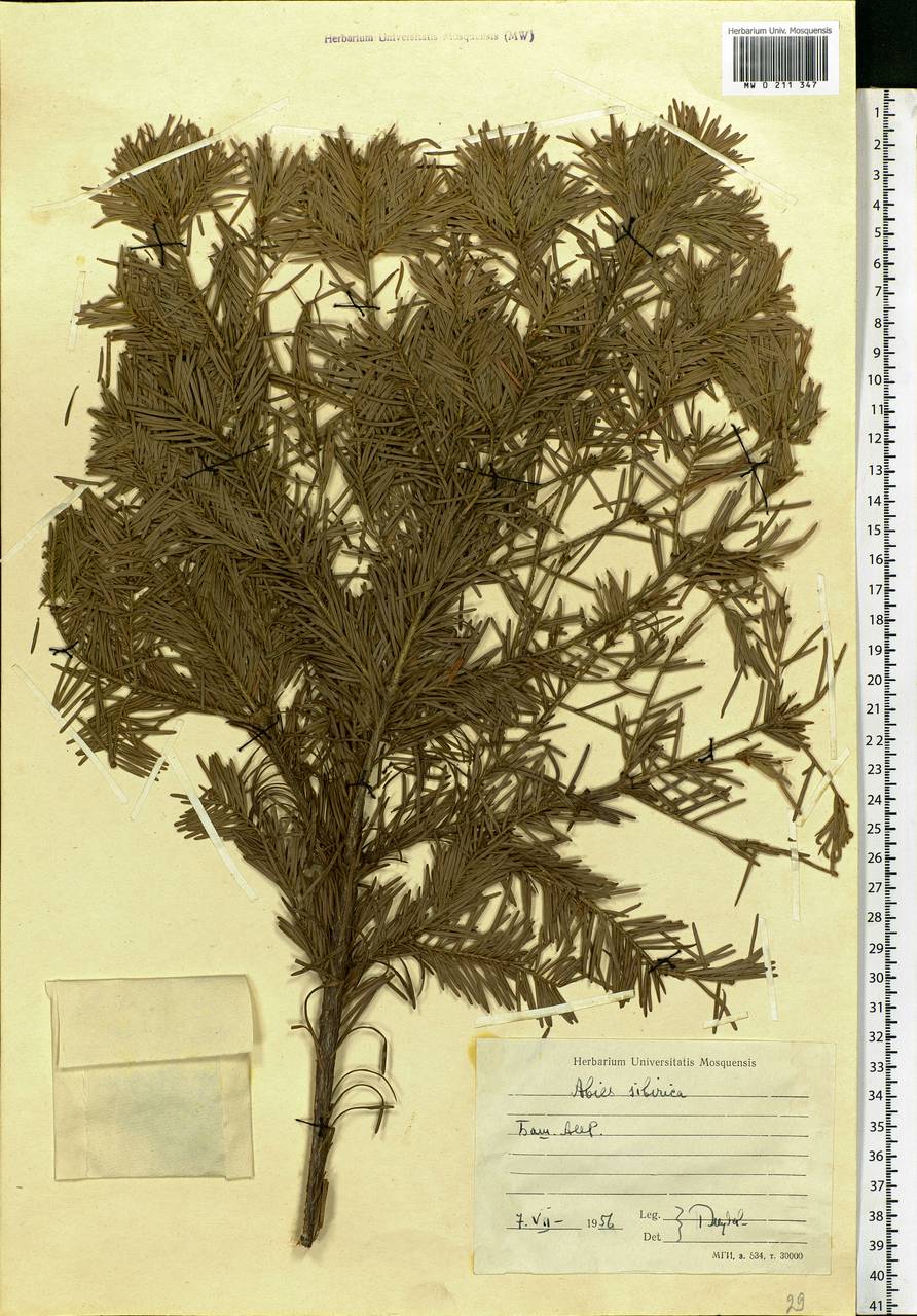 Abies sibirica Ledeb., Eastern Europe, Eastern region (E10) (Russia)