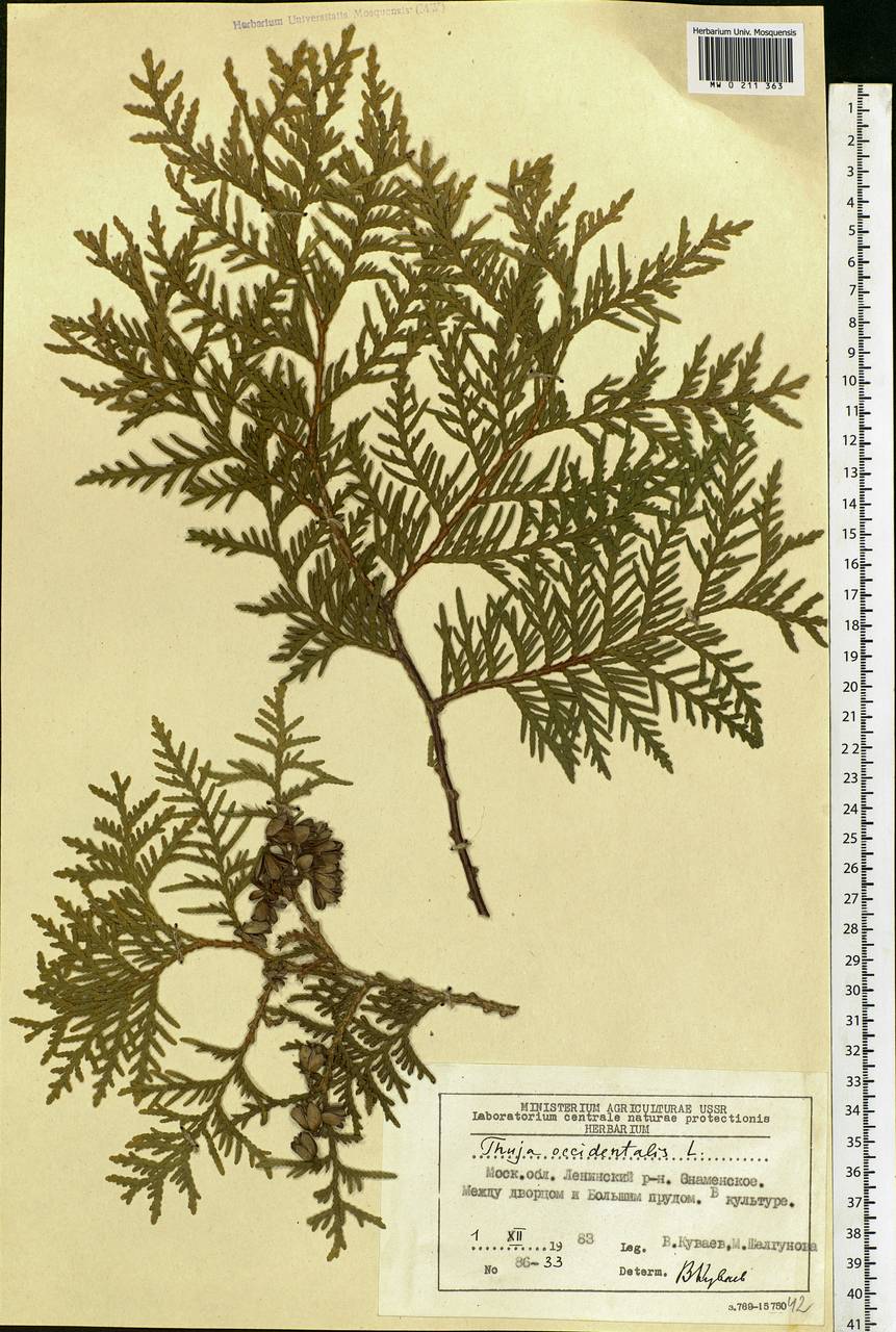 Thuja occidentalis L., Botanic gardens and arboreta (GARD) (Russia)