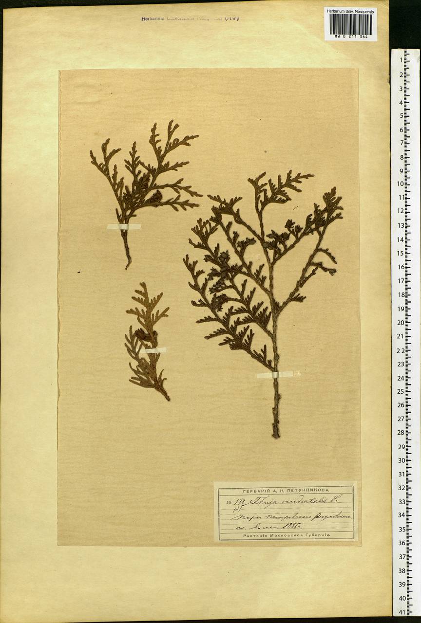 Thuja occidentalis L., Eastern Europe, Moscow region (E4a) (Russia)