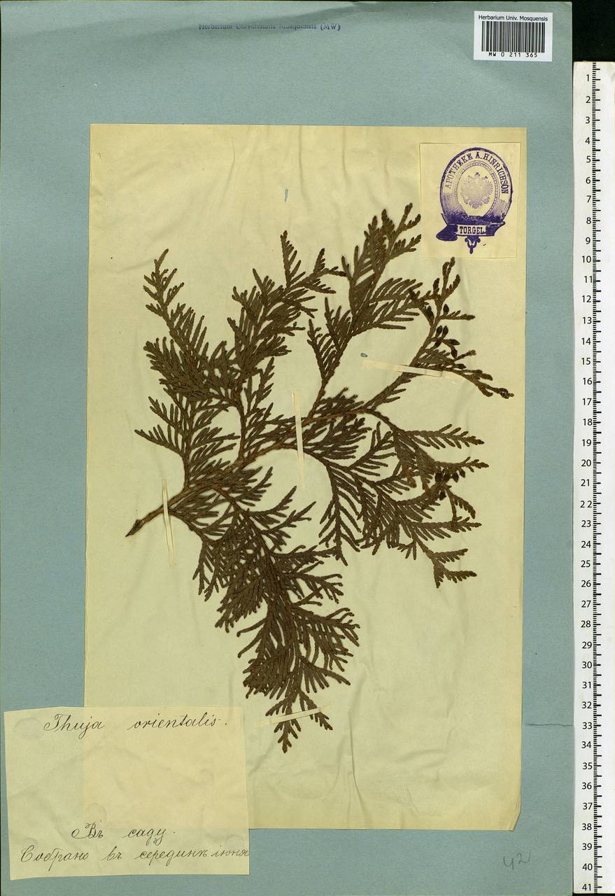 Platycladus orientalis (L.) Franco, Eastern Europe, Estonia (E2c) (Estonia)