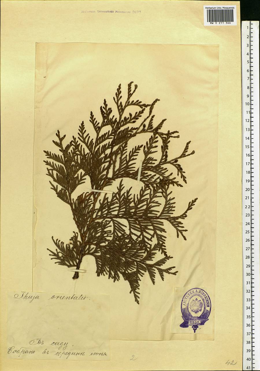 Platycladus orientalis (L.) Franco, Eastern Europe, Estonia (E2c) (Estonia)