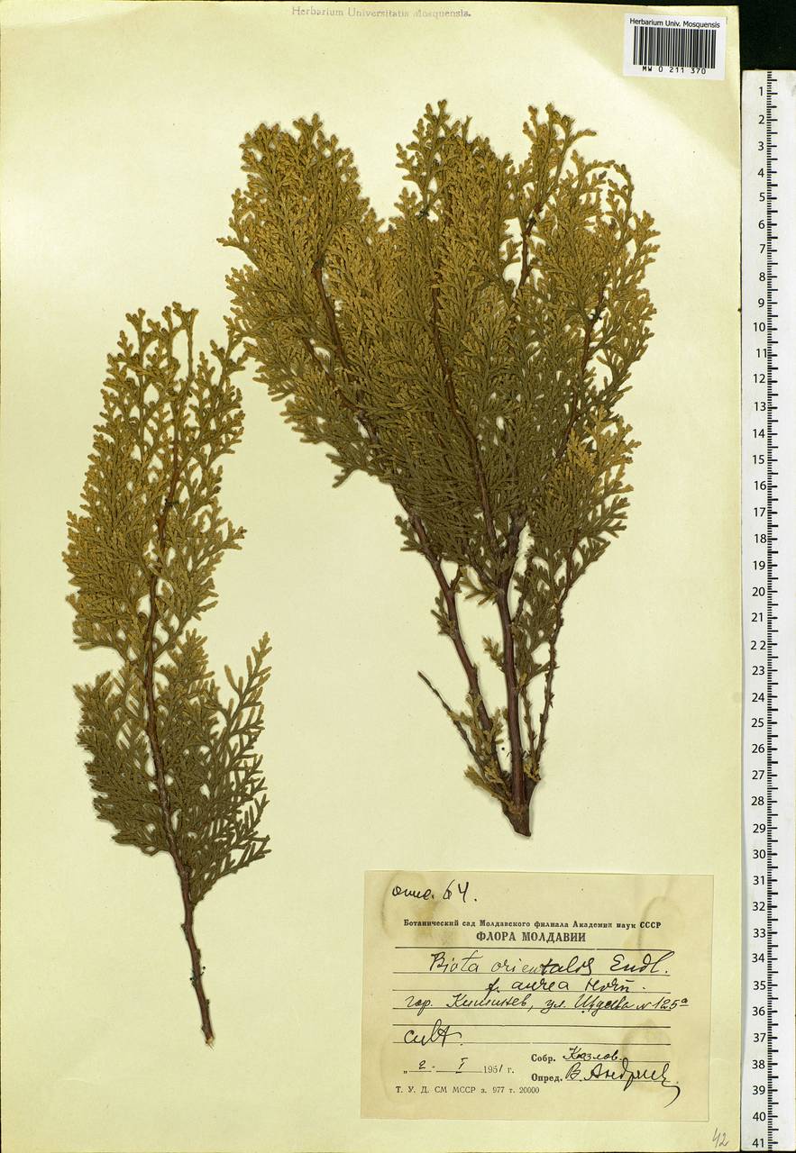 Platycladus orientalis (L.) Franco, Botanic gardens and arboreta (GARD) (Russia)