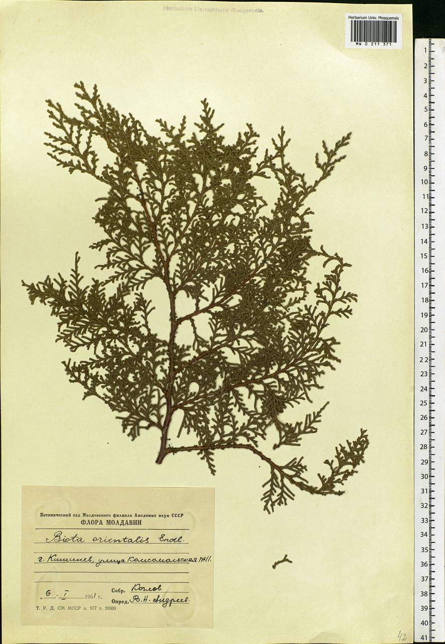 Platycladus orientalis (L.) Franco, Botanic gardens and arboreta (GARD) (Russia)