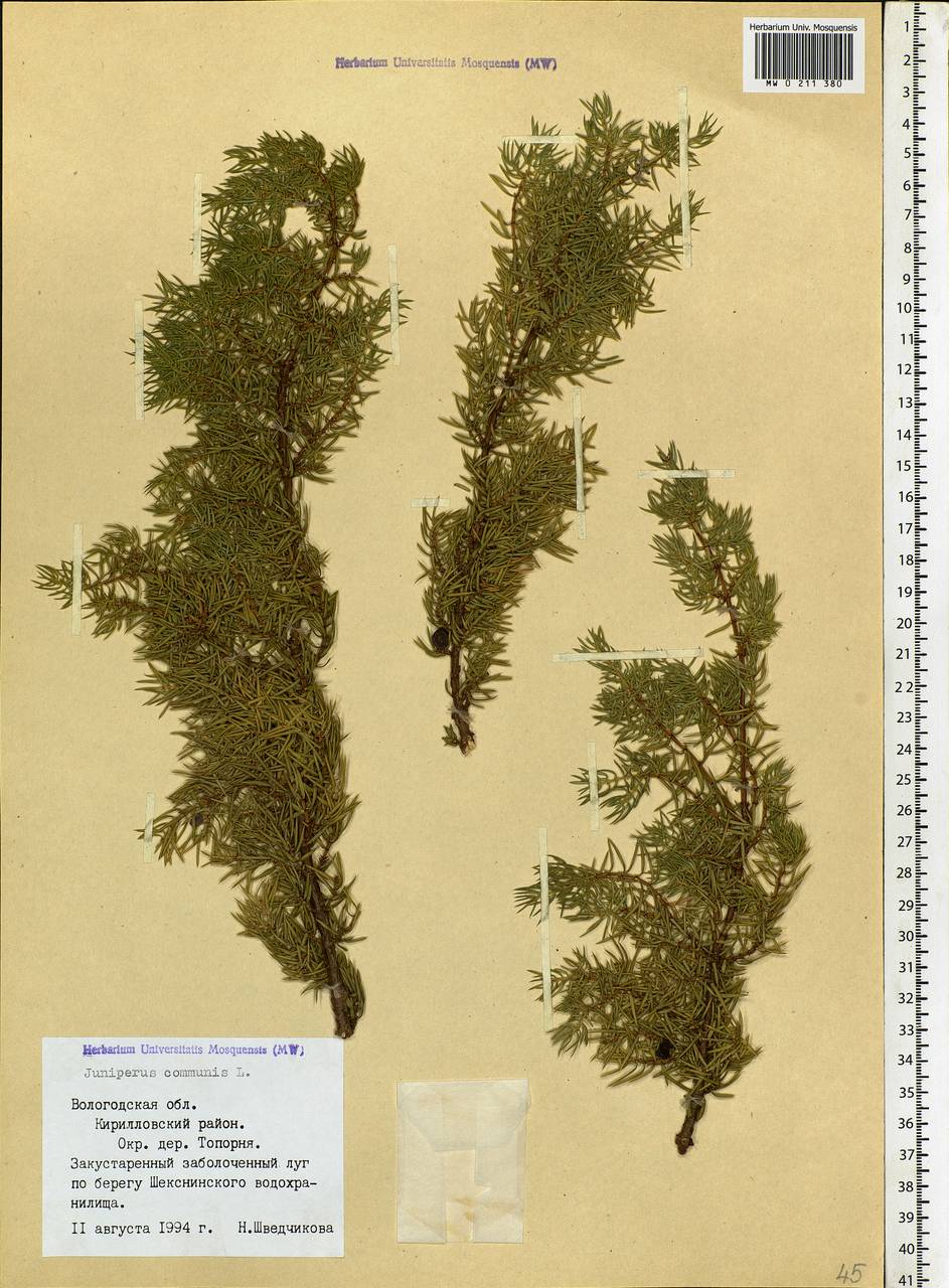 Juniperus communis L., Eastern Europe, Northern region (E1) (Russia)