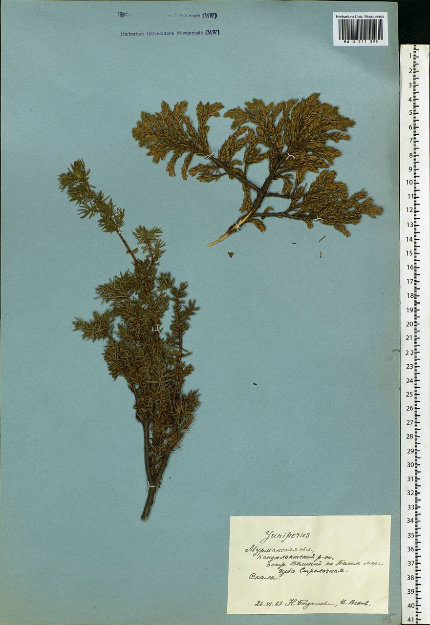 Juniperus communis L., Eastern Europe, Northern region (E1) (Russia)
