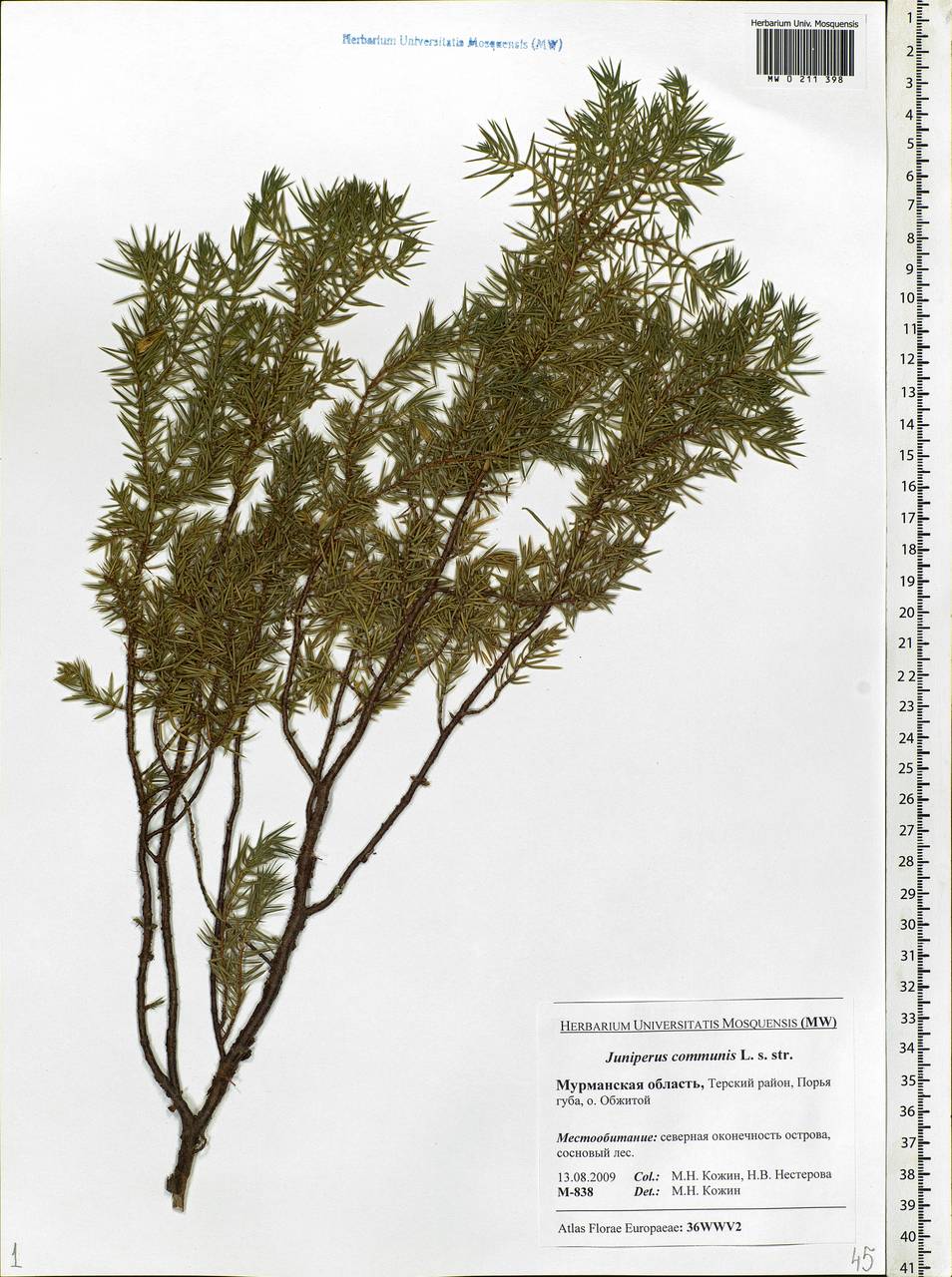 Juniperus communis L., Eastern Europe, Northern region (E1) (Russia)