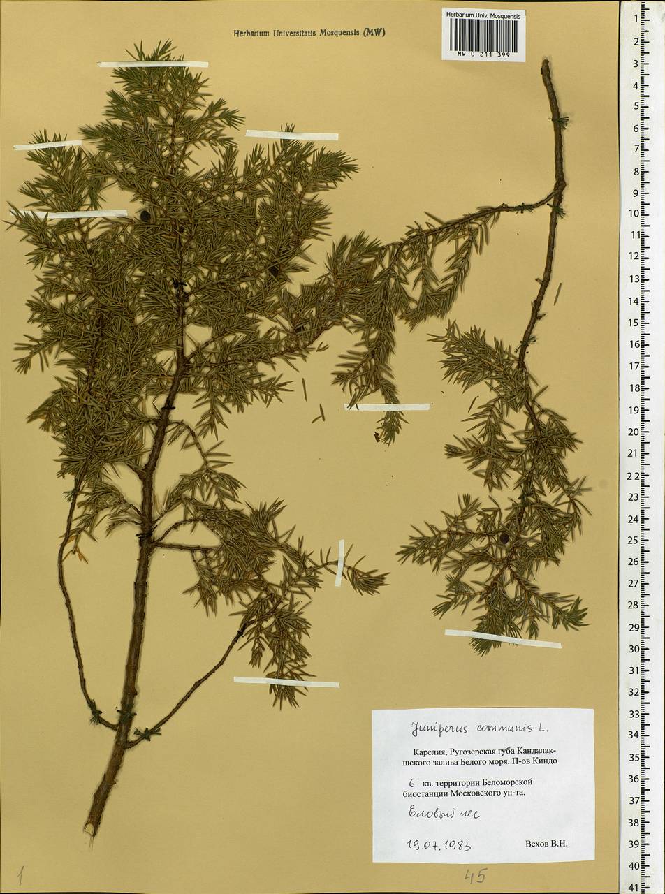 Juniperus communis L., Eastern Europe, Northern region (E1) (Russia)