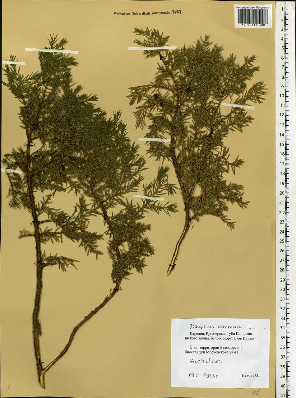 Juniperus communis L., Eastern Europe, Northern region (E1) (Russia)
