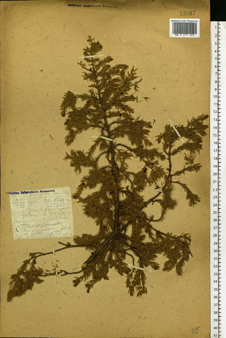 Juniperus communis L., Eastern Europe, Northern region (E1) (Russia)