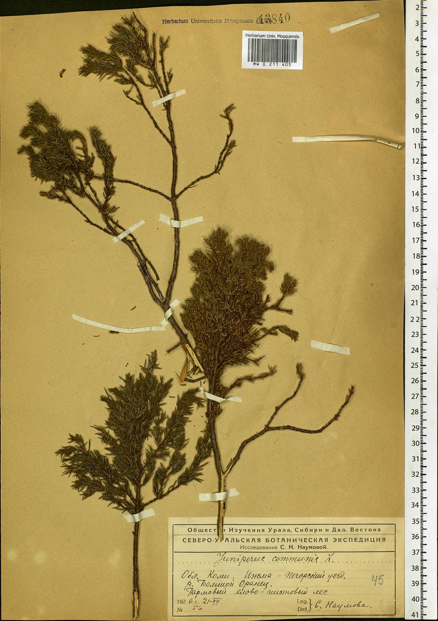 Juniperus communis L., Eastern Europe, Northern region (E1) (Russia)