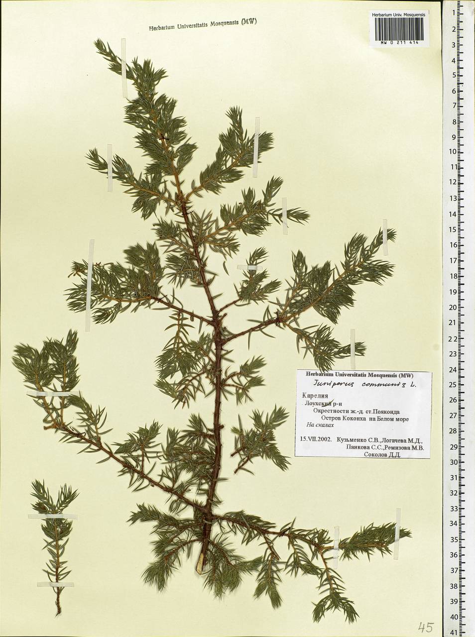 Juniperus communis L., Eastern Europe, Northern region (E1) (Russia)