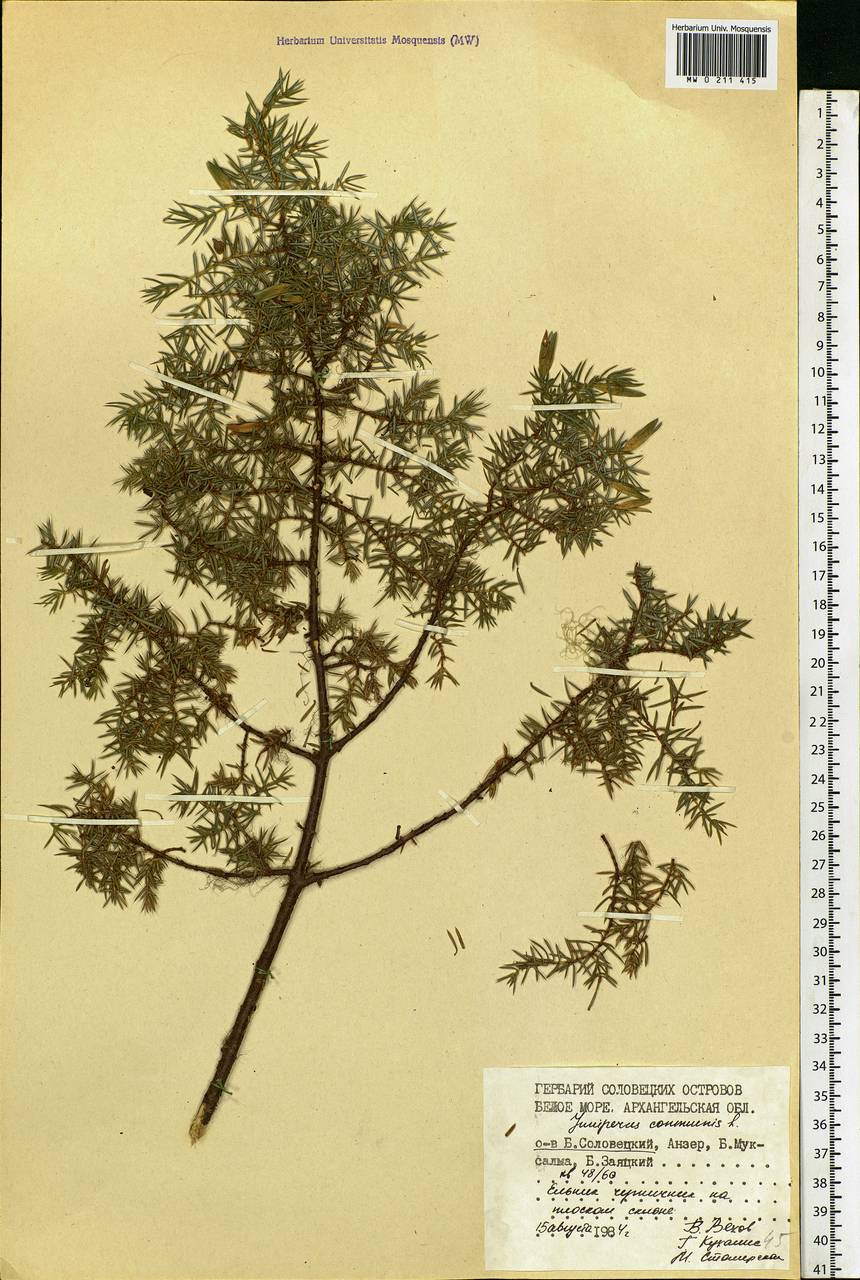 Juniperus communis L., Eastern Europe, Northern region (E1) (Russia)