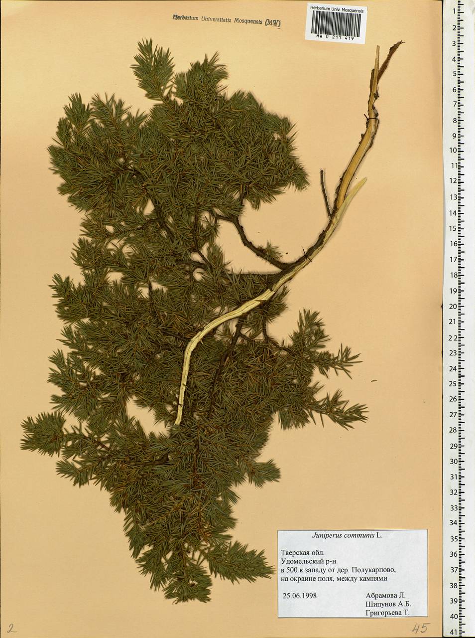 Juniperus communis L., Eastern Europe, North-Western region (E2) (Russia)