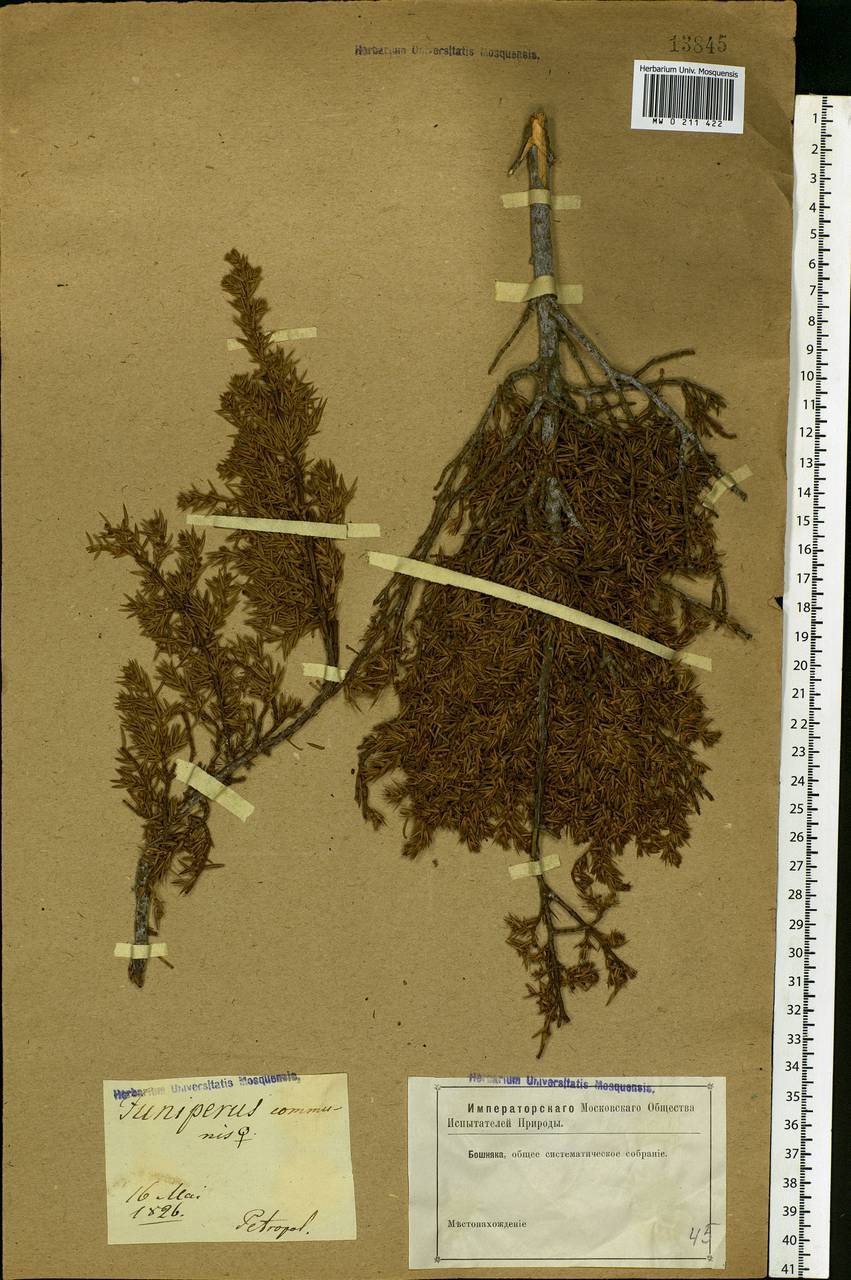 Juniperus communis L., Eastern Europe, North-Western region (E2) (Russia)