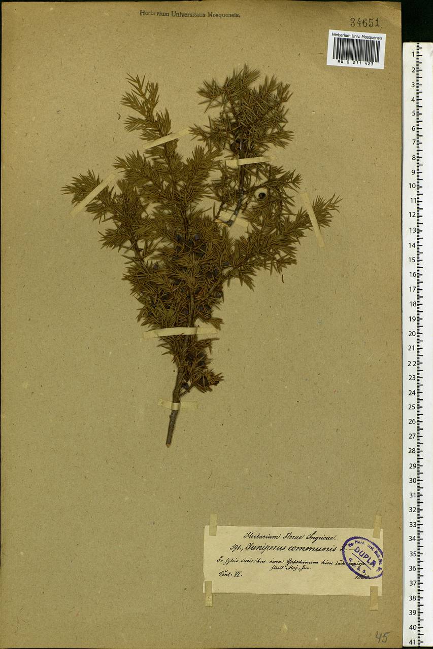Juniperus communis L., Eastern Europe, North-Western region (E2) (Russia)
