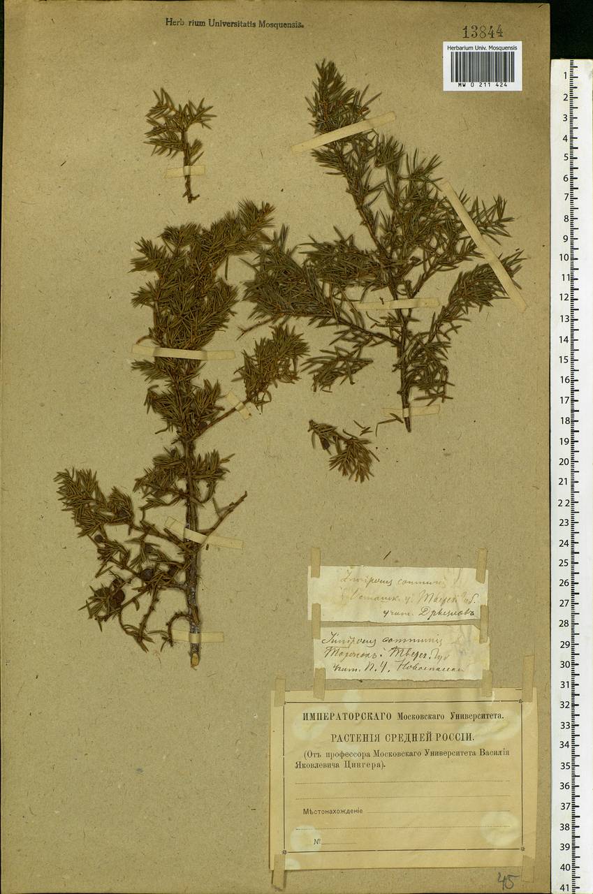 Juniperus communis L., Eastern Europe, North-Western region (E2) (Russia)