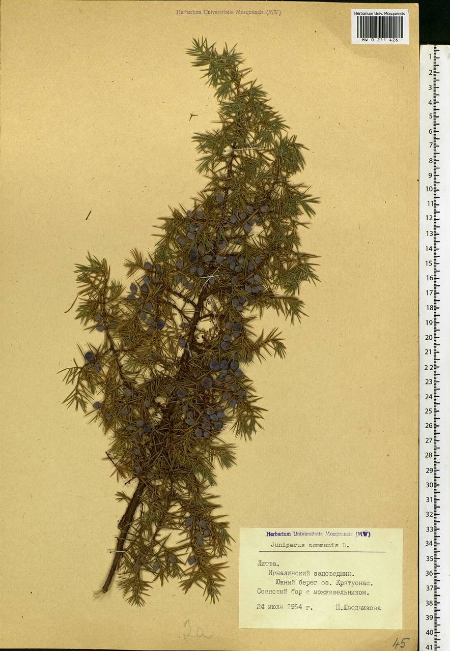 Juniperus communis L., Eastern Europe, Lithuania (E2a) (Lithuania)