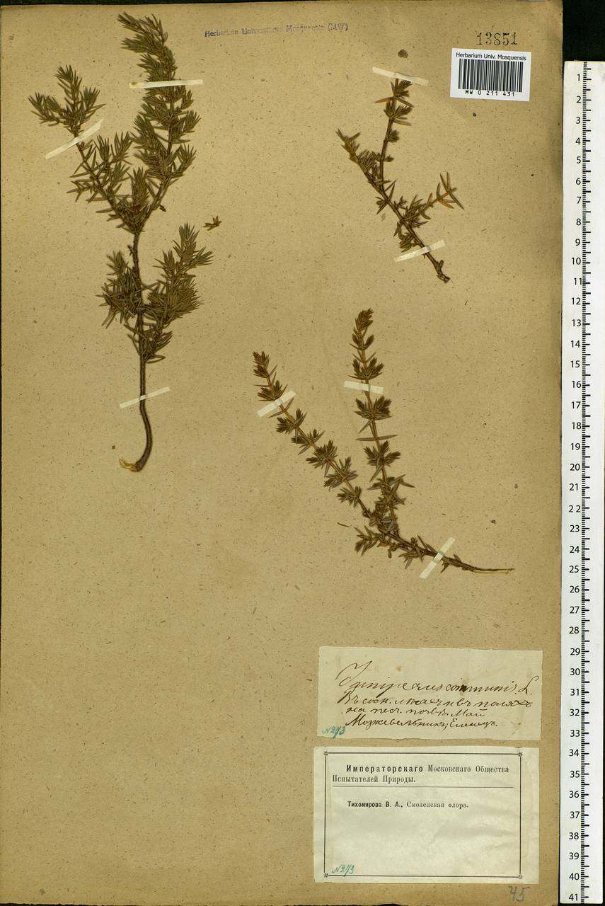 Juniperus communis L., Eastern Europe, Western region (E3) (Russia)