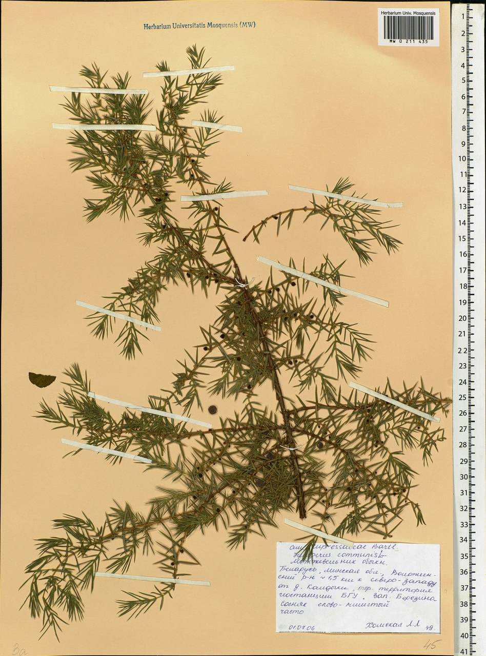 Juniperus communis L., Eastern Europe, Belarus (E3a) (Belarus)