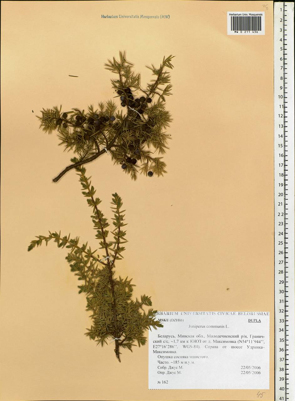 Juniperus communis L., Eastern Europe, Belarus (E3a) (Belarus)