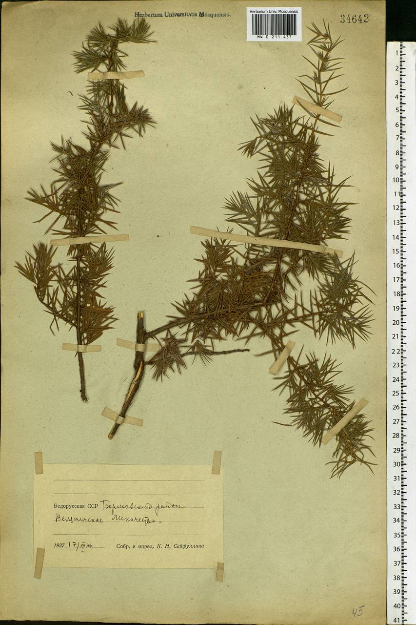 Juniperus communis L., Eastern Europe, Belarus (E3a) (Belarus)
