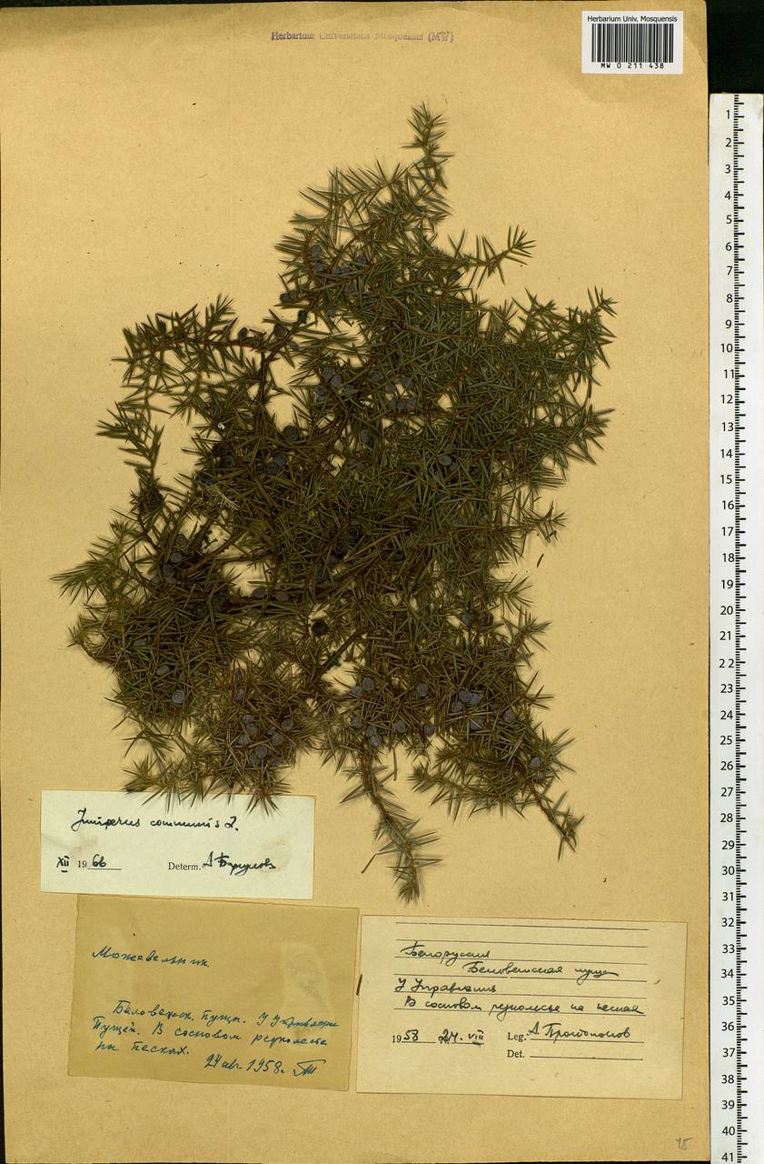 Juniperus communis L., Eastern Europe, Belarus (E3a) (Belarus)