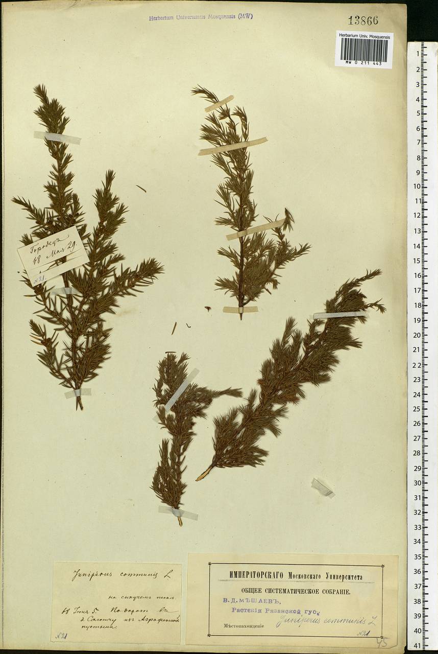 Juniperus communis L., Eastern Europe, Central region (E4) (Russia)