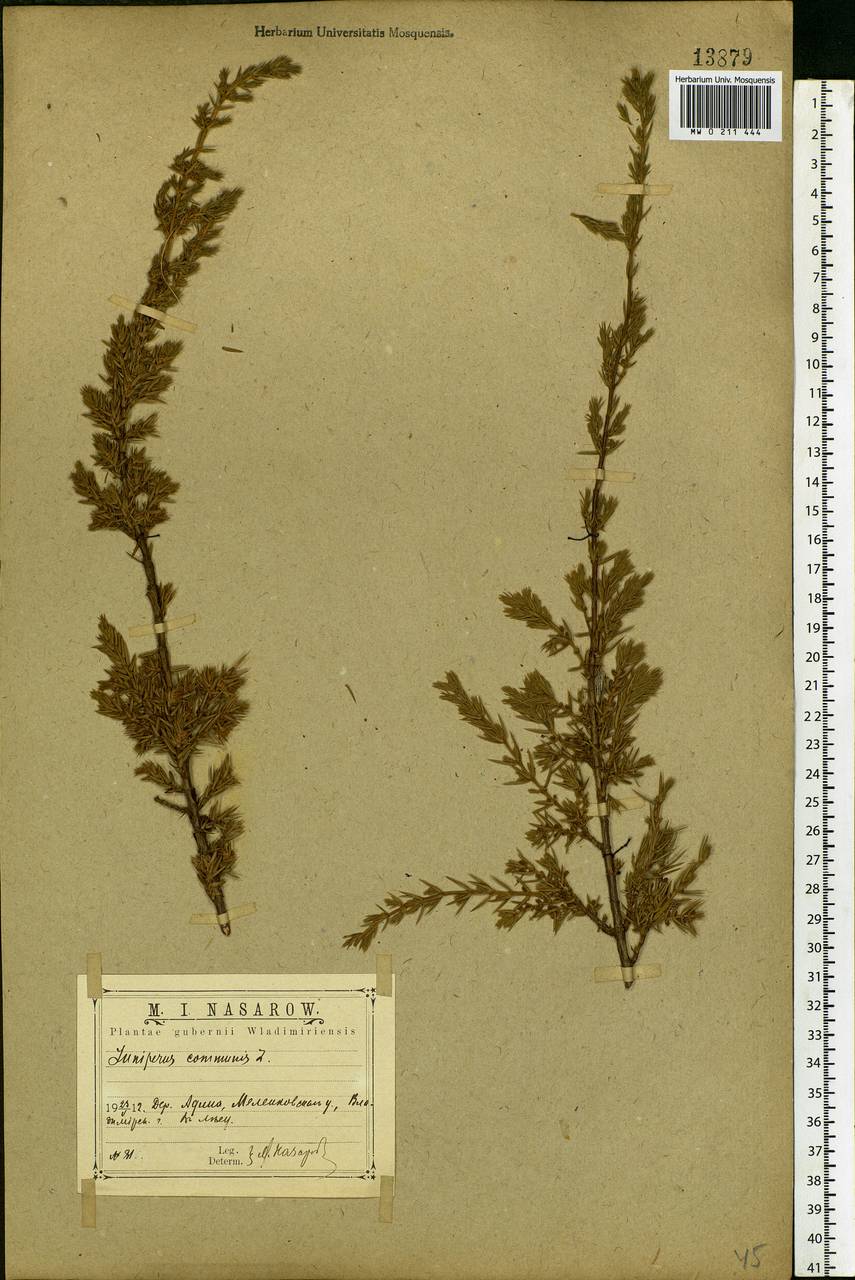 Juniperus communis L., Eastern Europe, Central region (E4) (Russia)