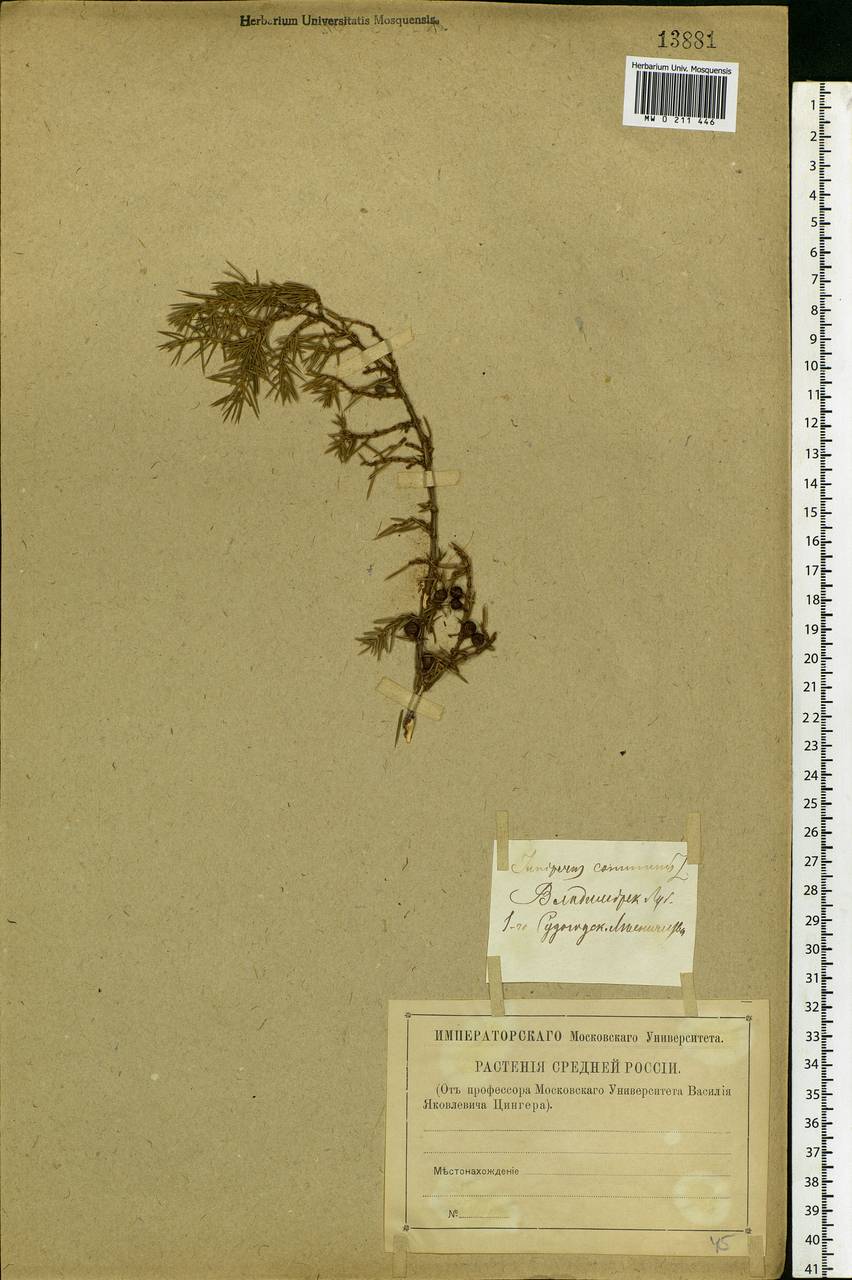 Juniperus communis L., Eastern Europe, Central region (E4) (Russia)