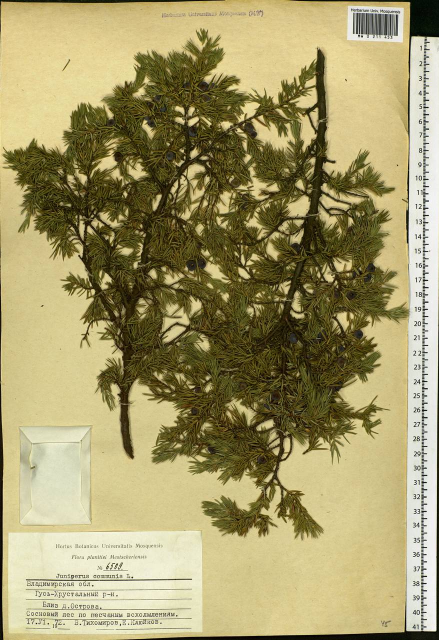 Juniperus communis L., Eastern Europe, Central region (E4) (Russia)