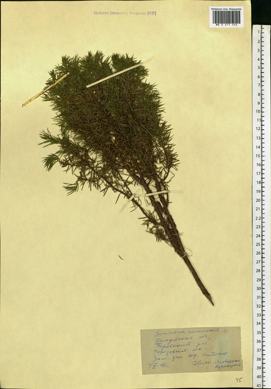 Juniperus communis L., Eastern Europe, Central region (E4) (Russia)