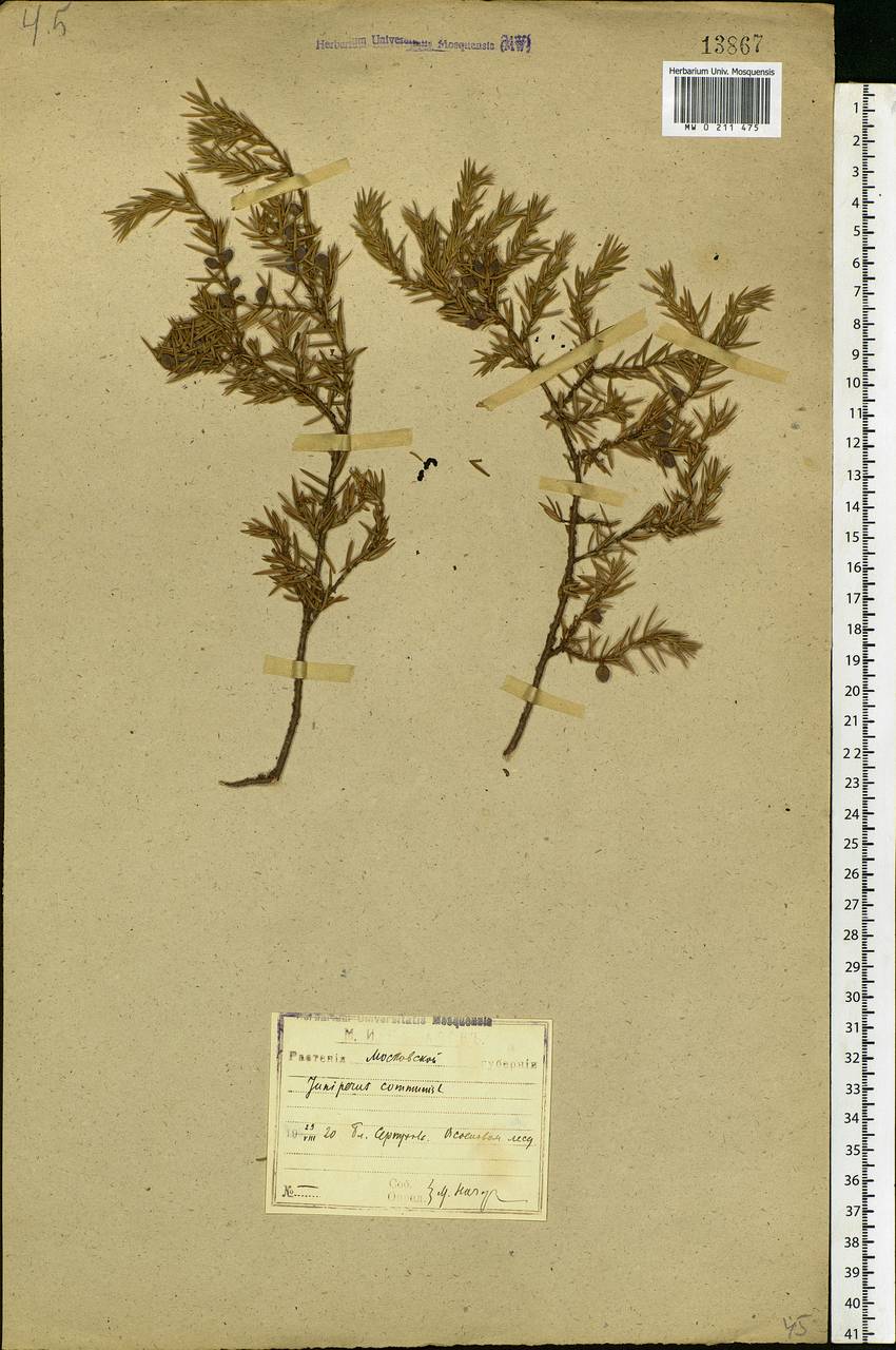 Juniperus communis L., Eastern Europe, Moscow region (E4a) (Russia)