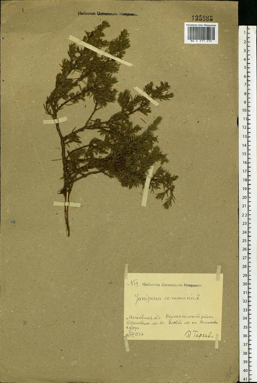 Juniperus communis L., Eastern Europe, Moscow region (E4a) (Russia)