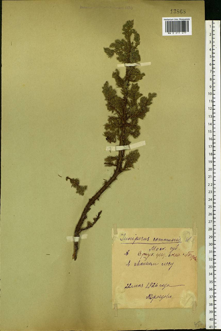 Juniperus communis L., Eastern Europe, Moscow region (E4a) (Russia)