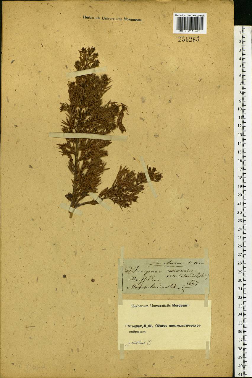 Juniperus communis L., Eastern Europe, Moscow region (E4a) (Russia)