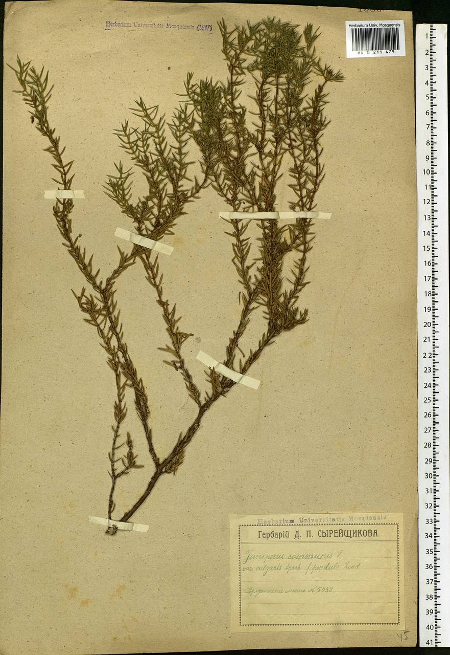 Juniperus communis L., Eastern Europe, Moscow region (E4a) (Russia)