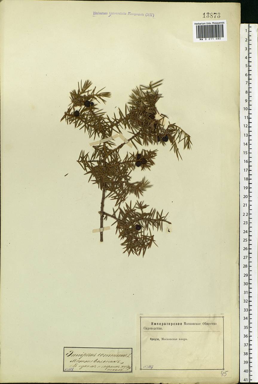 Juniperus communis L., Eastern Europe, Moscow region (E4a) (Russia)