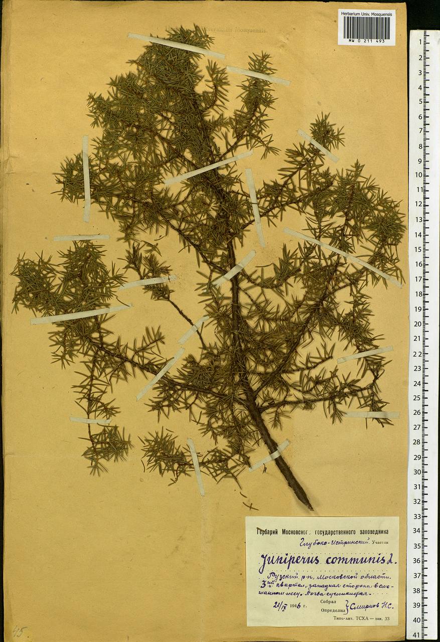 Juniperus communis L., Eastern Europe, Moscow region (E4a) (Russia)