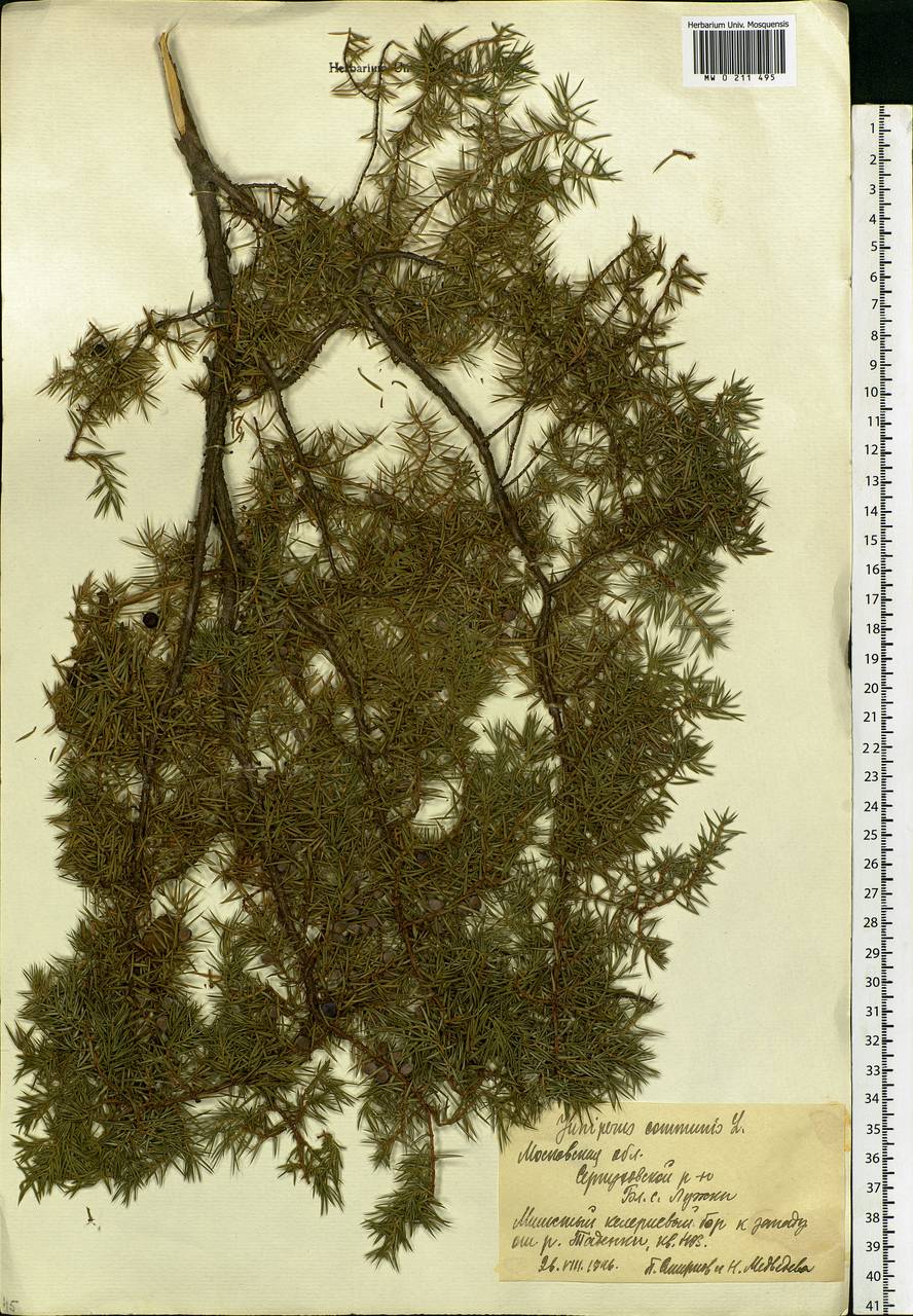 Juniperus communis L., Eastern Europe, Moscow region (E4a) (Russia)