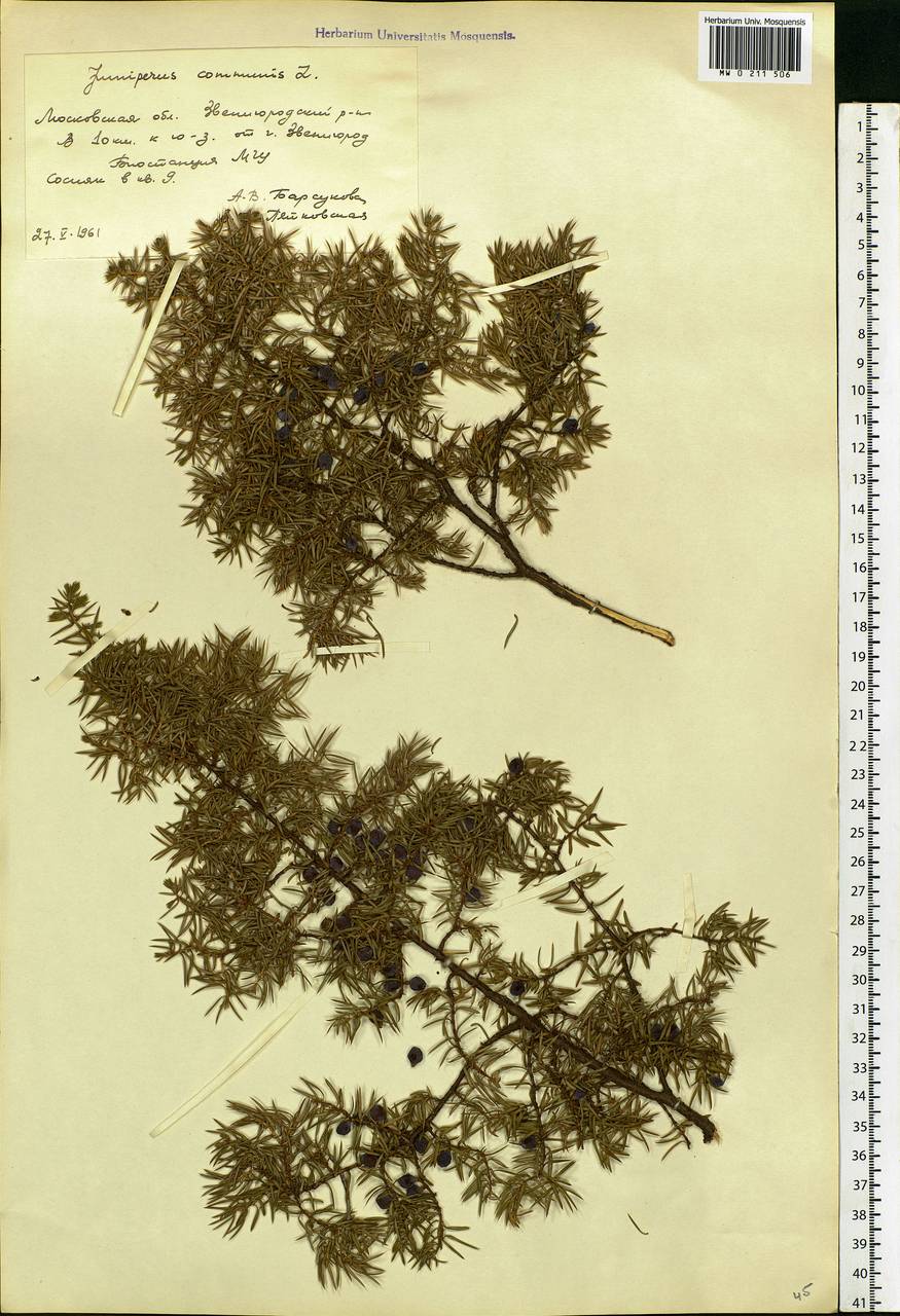 Juniperus communis L., Eastern Europe, Moscow region (E4a) (Russia)