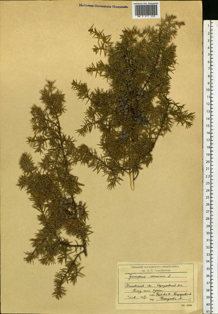 Juniperus communis L., Eastern Europe, Moscow region (E4a) (Russia)