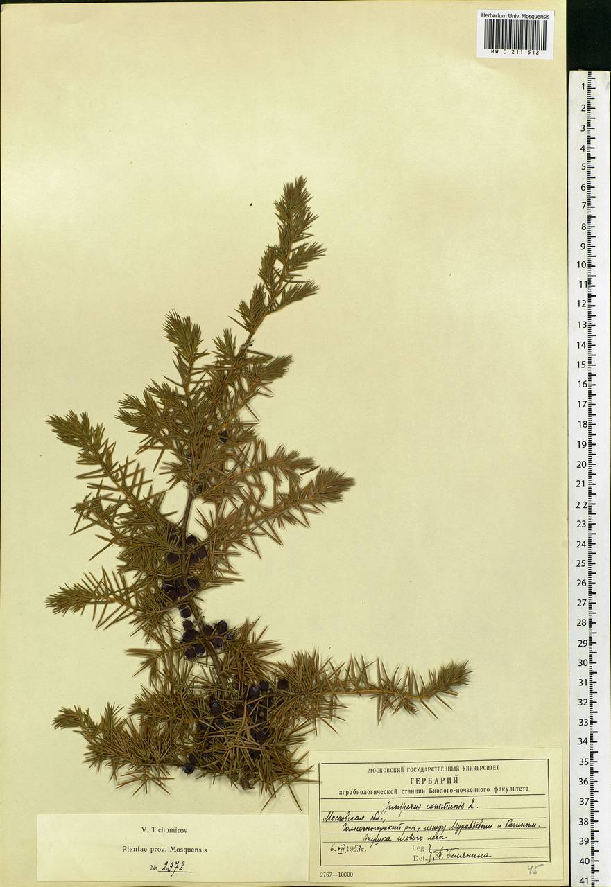 Juniperus communis L., Eastern Europe, Moscow region (E4a) (Russia)