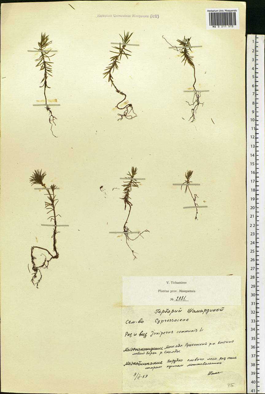 Juniperus communis L., Eastern Europe, Moscow region (E4a) (Russia)