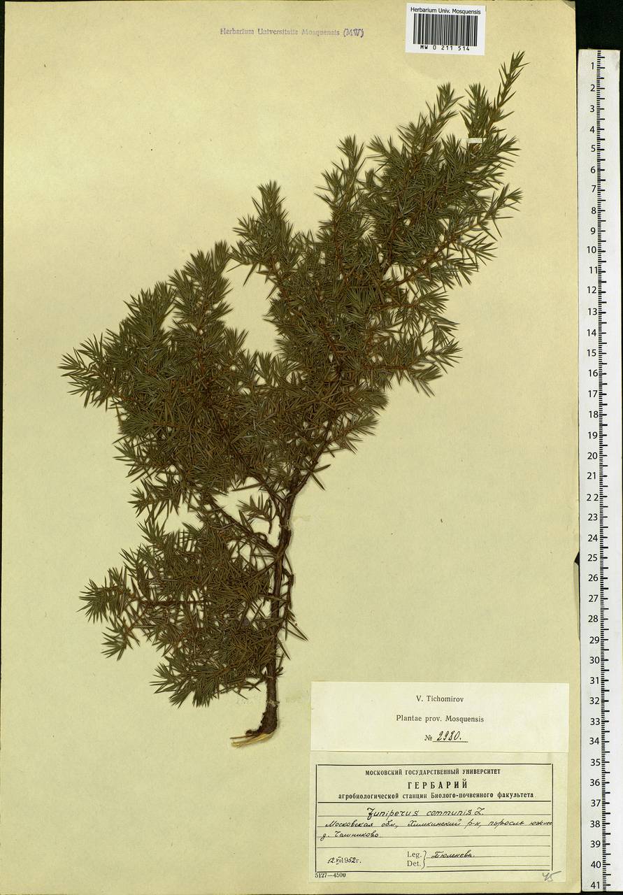 Juniperus communis L., Eastern Europe, Moscow region (E4a) (Russia)