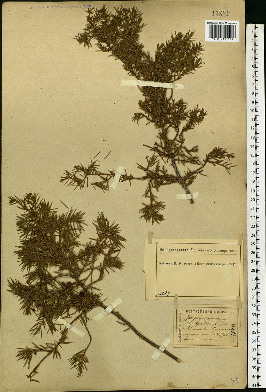 Juniperus communis L., Eastern Europe, Central forest region (E5) (Russia)