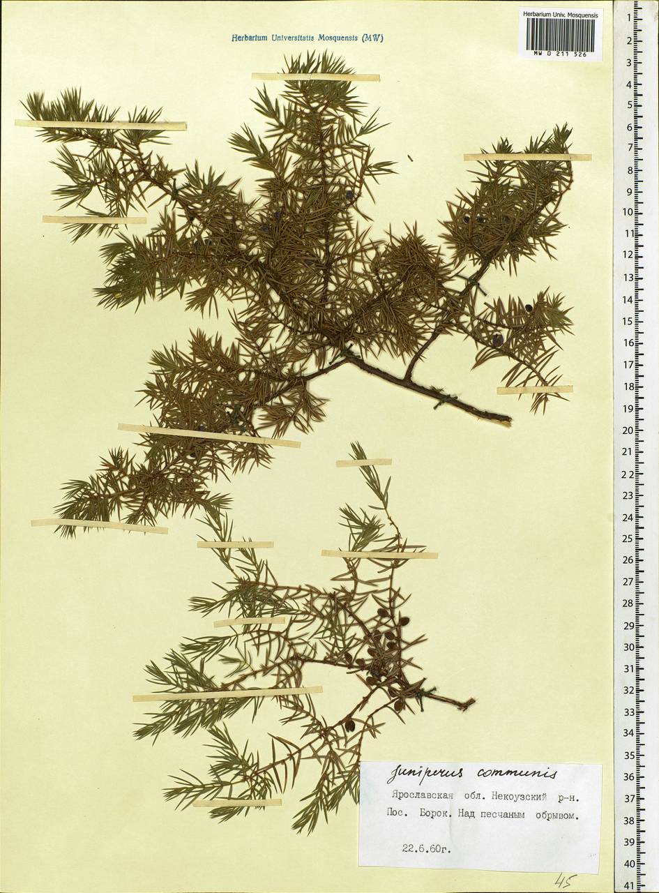 Juniperus communis L., Eastern Europe, Central forest region (E5) (Russia)