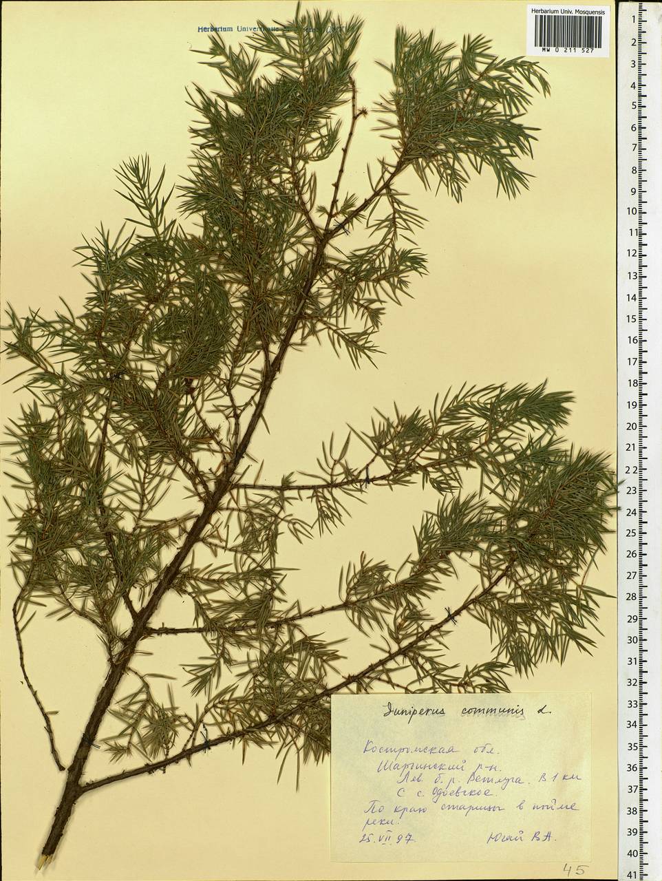 Juniperus communis L., Eastern Europe, Central forest region (E5) (Russia)